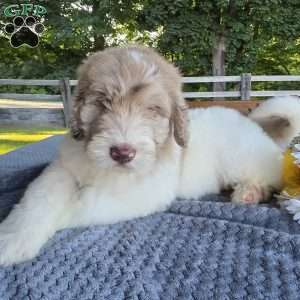 Finn, Newfypoo Puppy