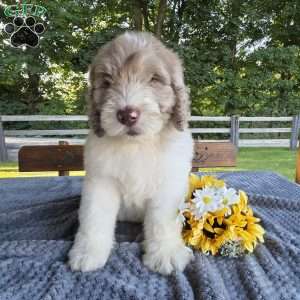 Finn, Newfypoo Puppy