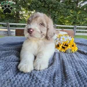 Finn, Newfypoo Puppy