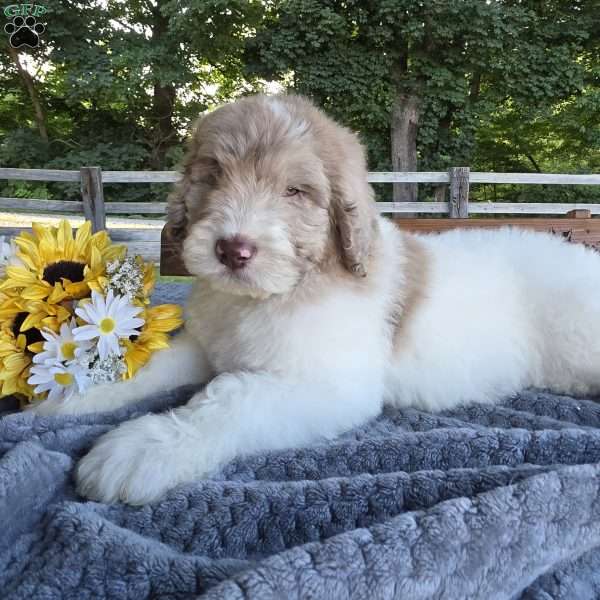 Finn, Newfypoo Puppy