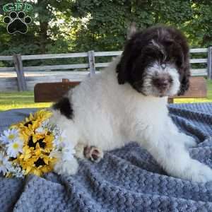 Bernie, Newfypoo Puppy