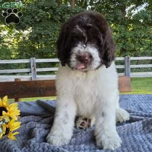 Bernie, Newfypoo Puppy