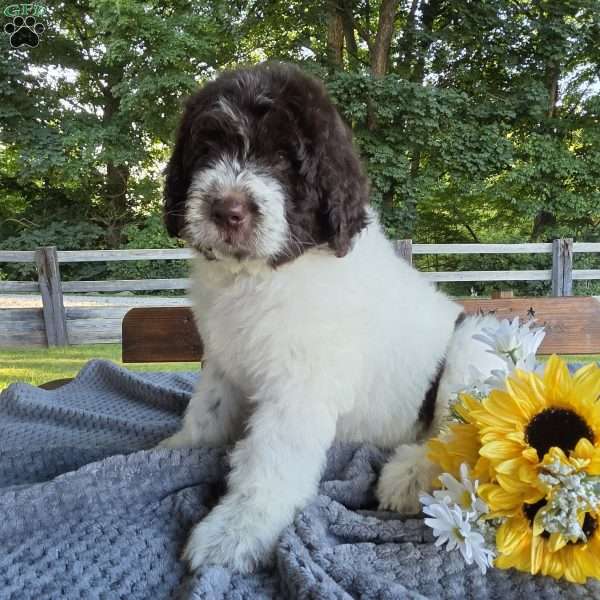 Bernie, Newfypoo Puppy