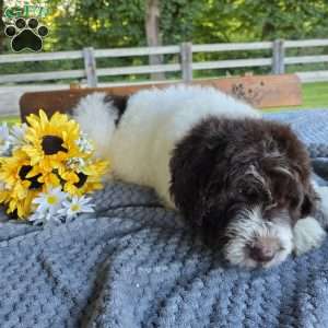 Bernie, Newfypoo Puppy