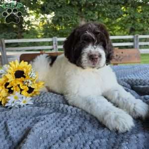 Bernie, Newfypoo Puppy