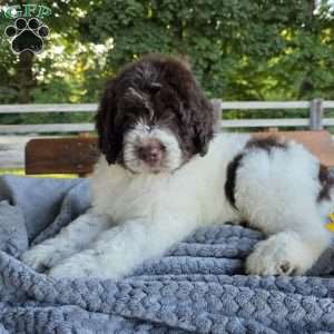 Bernie, Newfypoo Puppy