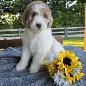 Bailey, Newfypoo Puppy