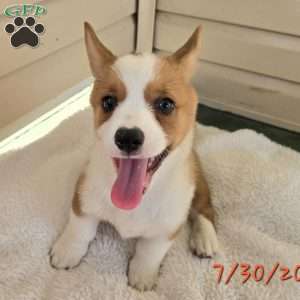 D.Va, Pembroke Welsh Corgi Puppy