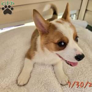 D.Va, Pembroke Welsh Corgi Puppy