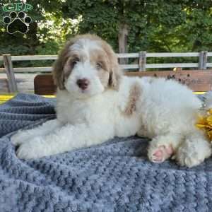 Bailey, Newfypoo Puppy