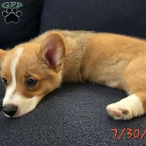 Juno, Pembroke Welsh Corgi Puppy