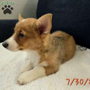 Rumi, Pembroke Welsh Corgi Puppy
