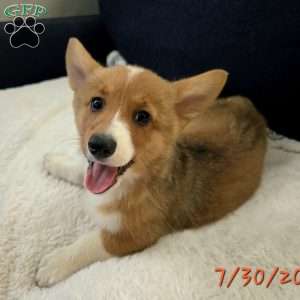 Rumi, Pembroke Welsh Corgi Puppy
