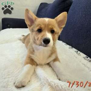 Rumi, Pembroke Welsh Corgi Puppy