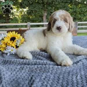 Bailey, Newfypoo Puppy