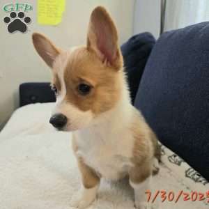 Juno, Pembroke Welsh Corgi Puppy