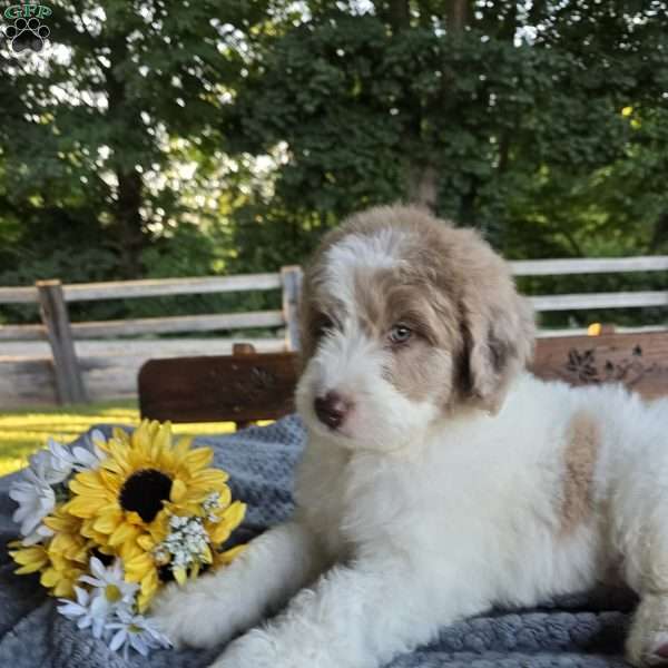 Bailey, Newfypoo Puppy