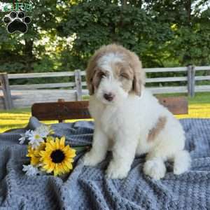 Bailey, Newfypoo Puppy