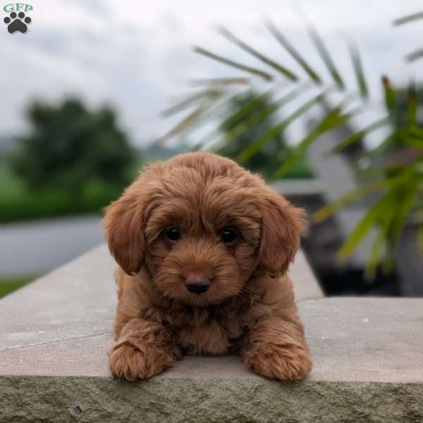Olivia, Yorkie Poo Puppy