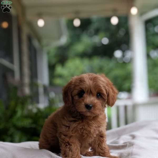 Della, Yorkie Poo Puppy