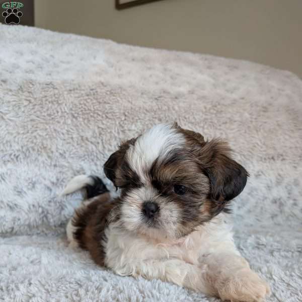 Milo, Shih Tzu Puppy