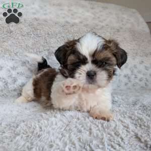 Milo, Shih Tzu Puppy