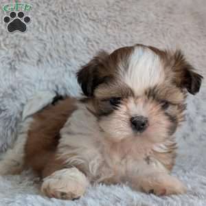 Milly, Shih Tzu Puppy