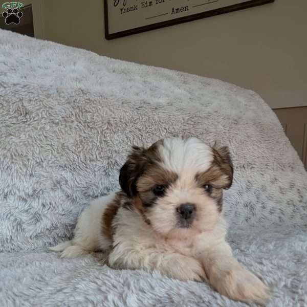 Milly, Shih Tzu Puppy