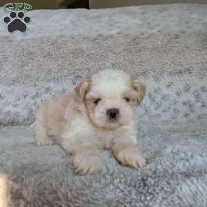 Miles, Shih Tzu Puppy