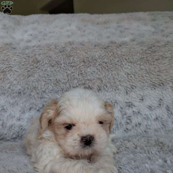 Miles, Shih Tzu Puppy