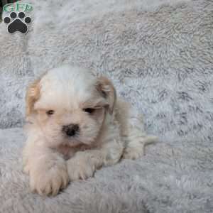 Mieka, Shih Tzu Puppy