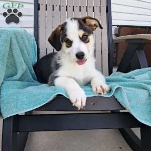 Porter, Pomsky Puppy