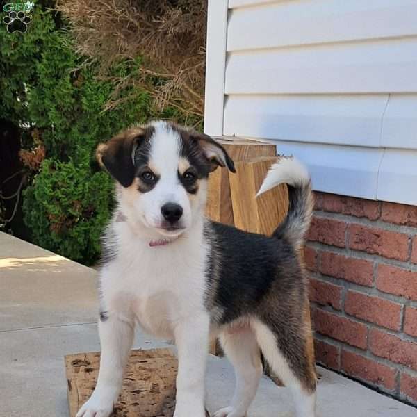 Porter, Pomsky Puppy