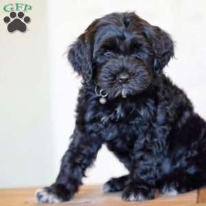 Princess, Portuguese Water Dog Puppy