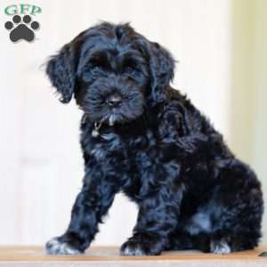 Princess, Portuguese Water Dog Puppy