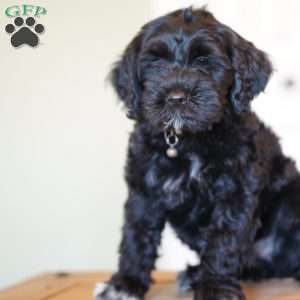 Princess, Portuguese Water Dog Puppy