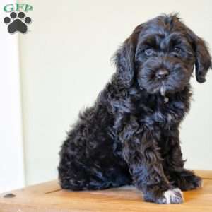Princess, Portuguese Water Dog Puppy