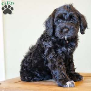 Princess, Portuguese Water Dog Puppy