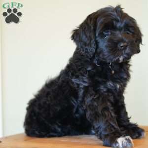 Princess, Portuguese Water Dog Puppy