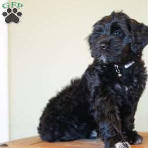 Princess, Portuguese Water Dog Puppy