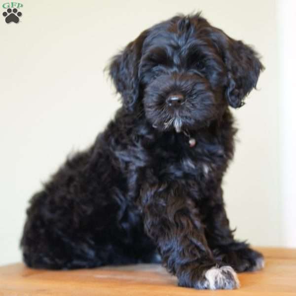 Princess, Portuguese Water Dog Puppy