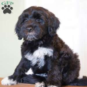 Boots, Portuguese Water Dog Puppy
