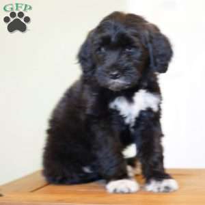 Boots, Portuguese Water Dog Puppy