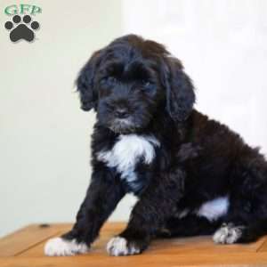 Boots, Portuguese Water Dog Puppy