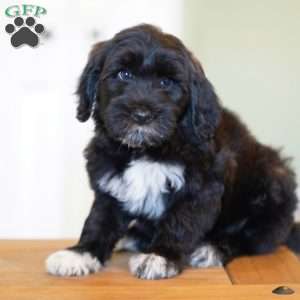 Boots, Portuguese Water Dog Puppy