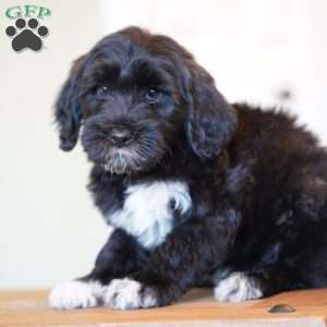 Boots, Portuguese Water Dog Puppy