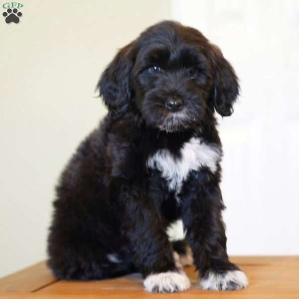 Boots, Portuguese Water Dog Puppy