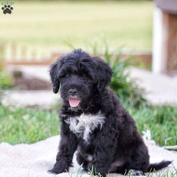 Boots, Portuguese Water Dog Puppy