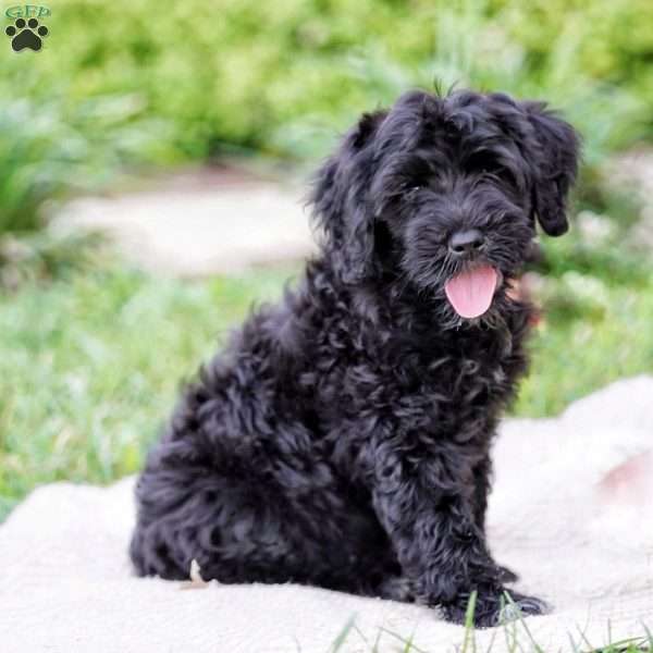 Princess, Portuguese Water Dog Puppy