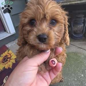 Sterling, Cavapoo Puppy